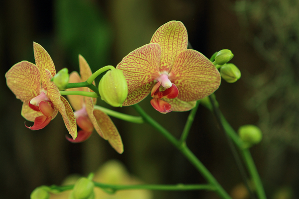 温室の蘭の花　～キヤノン機による撮影会（１）_f0140054_2010623.jpg