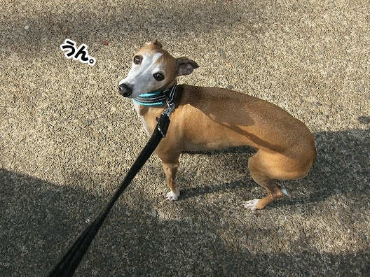 f0158862_19275739.gif
