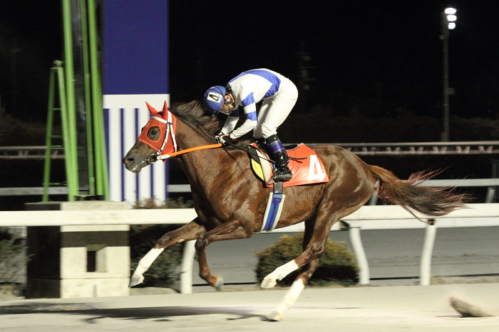 2011年1月30日(日) 高知競馬 10R 菜の花ウォーキング特別 C2-1 選抜馬_a0077663_15481716.jpg