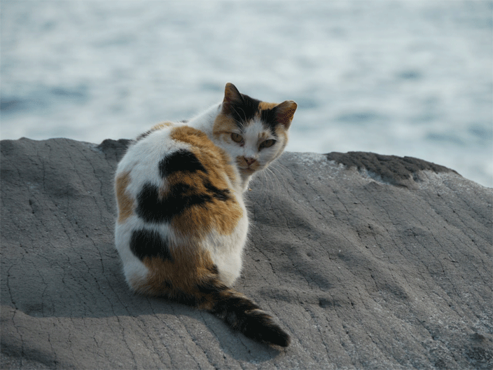 e0010166_135579.gif