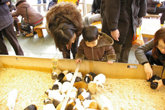 吉祥寺に行きましたPart1 井の頭自然文化園_a0186568_22335153.jpg