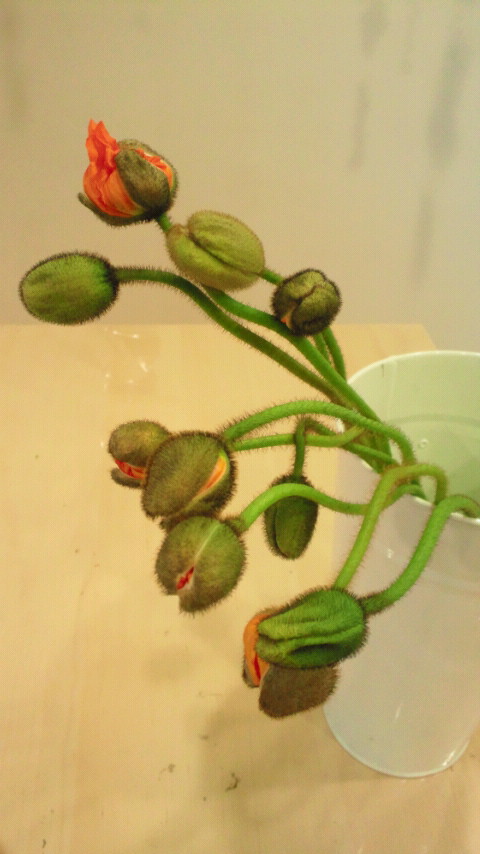 e0200269_175620.jpg