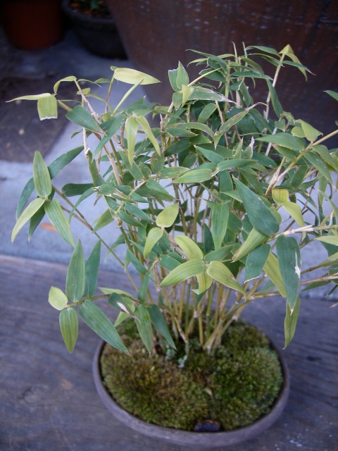 金明竹 盆栽 花 骨董 花坊主 ハナボウズ