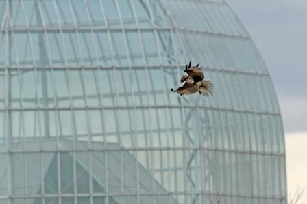 ★先週末の鳥類園(2011.1.29~30)_e0046474_15411044.jpg