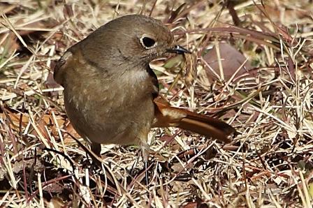 ★先週末の鳥類園(2011.1.29~30)_e0046474_1542329.jpg