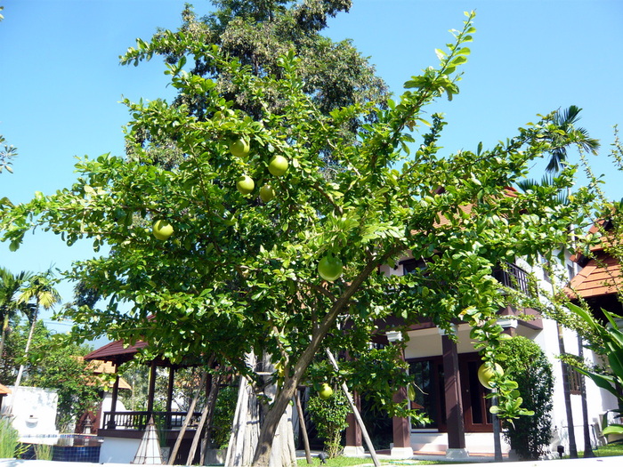 f0178278_75756.jpg