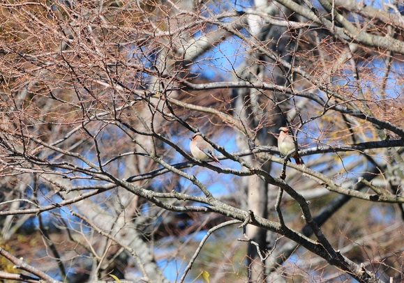 ドライブ＆鳥撮りその2_d0157380_1724347.jpg