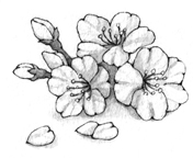 かわいいディズニー画像 最高かつ最も包括的な白黒 桜 イラスト リアル
