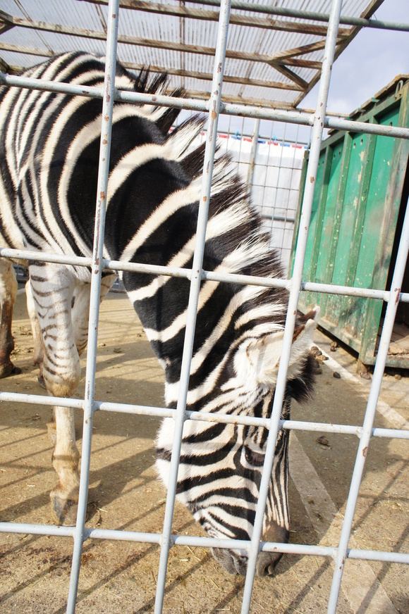 移動動物園と盆栽_d0146888_18101338.jpg