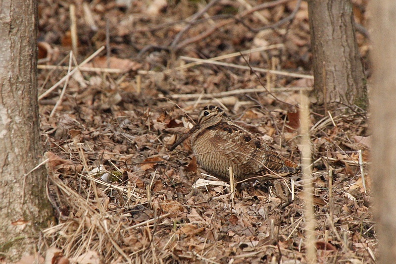 久しぶりのm公園 その4 ヤマシギ タシギ クイナ とりさんの独りごと 野鳥バイクと筋トレダイエット 久しぶりのm公園 その4 ヤマシギ タシギ クイナ とりさんの独りごと 野鳥バイクと筋トレダイエット