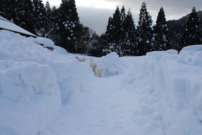 豪雪地方でランチ。_a0049296_19562726.jpg