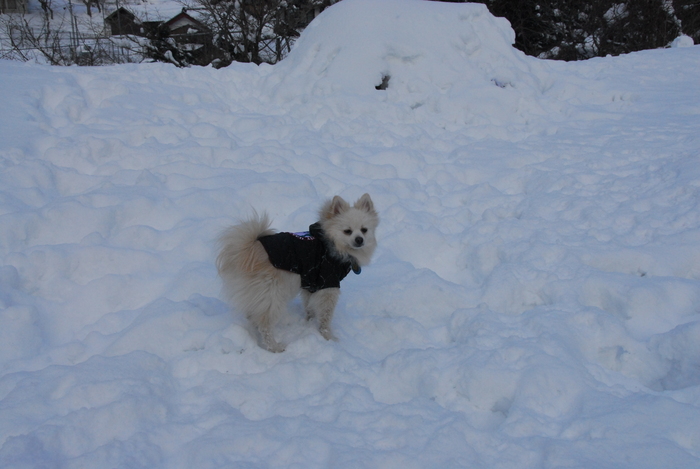 豪雪地方でランチ。_a0049296_2029146.jpg