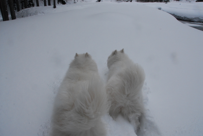 豪雪地方でランチ。_a0049296_20361327.jpg