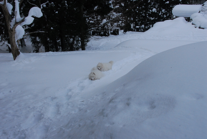 豪雪地方でランチ。_a0049296_20372320.jpg