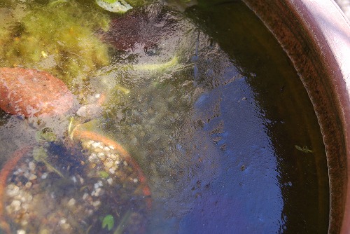 c0124100_2353910.jpg