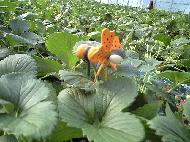 いちご狩り-ハウスの中は春-_a0194908_13364917.jpg