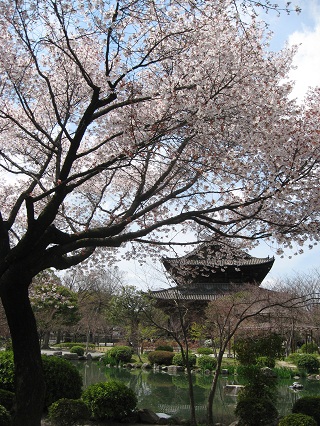 日本の桜1 はじめに_f0234936_834079.jpg