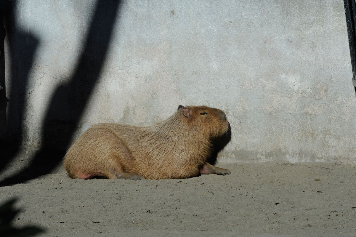 上野動物園散歩_b0023856_622064.jpg