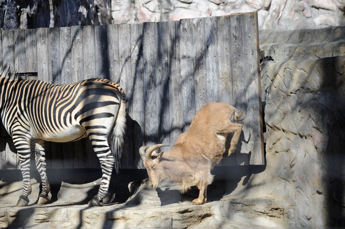 上野動物園散歩_b0023856_66321.jpg