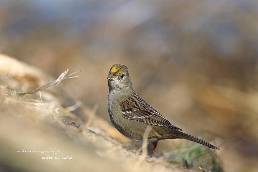 珍鳥キガシラシトド_f0103860_19344752.jpg