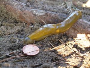 バナナナメクジ 虫嫌いな人は要注意 Banana Slug クミンと一緒 With Kumin バナナナメクジ 虫嫌いな人は要注意 Banana Slug クミンと一緒 With Kumin