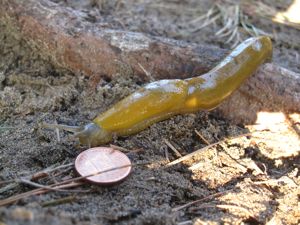 バナナナメクジ 虫嫌いな人は要注意 Banana Slug クミンと一緒 With Kumin