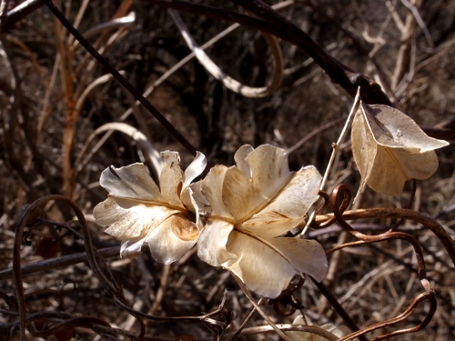e0156083_10241677.jpg