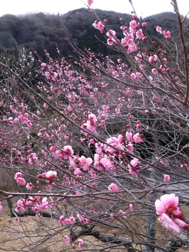 e0156083_10271229.jpg