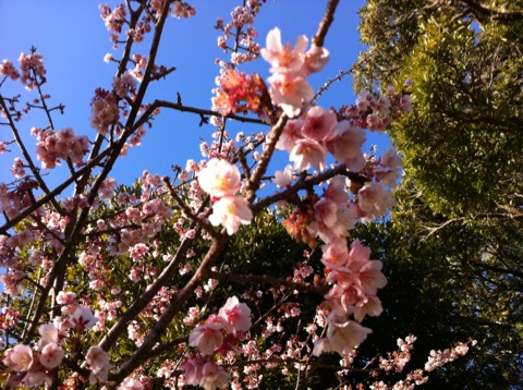 日本一早い桜_d0166598_1442144.jpg