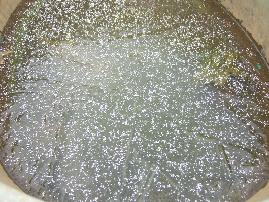 野菜畑に.....初雪....さむい~さむい_b0137932_164680.jpg
