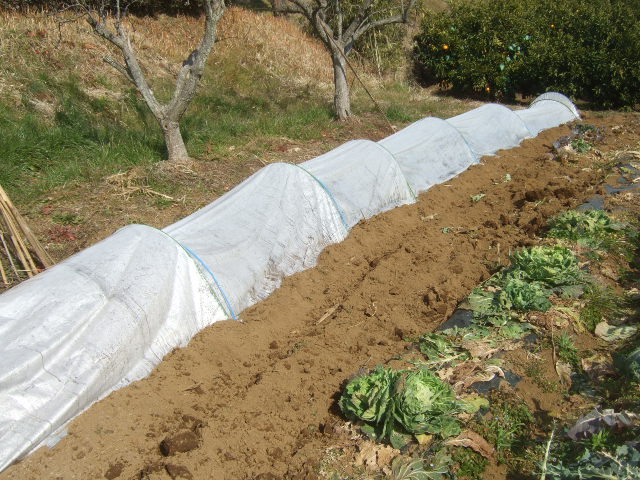 野菜畑に.....初雪....さむい~さむい_b0137932_1655032.jpg