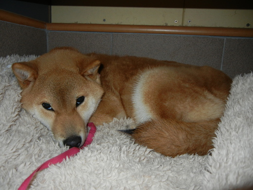 2月2日(水)遼くんがいいお顔に~!_f0060461_16173973.jpg