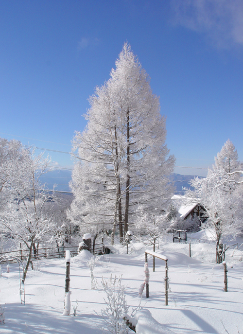 雪よりも白く・・・_f0153164_2355293.jpg