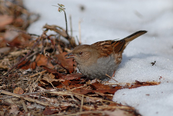 初鳥見_f0088971_2235435.jpg