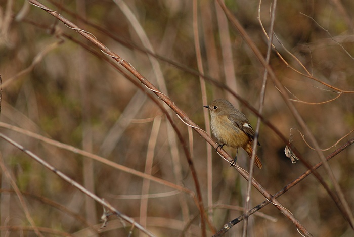 初鳥見_f0088971_2235658.jpg