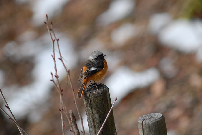 初鳥見_f0088971_2235758.jpg