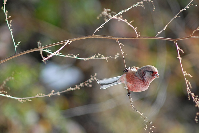 初鳥見_f0088971_224242.jpg