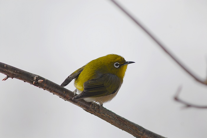 初鳥見_f0088971_224497.jpg