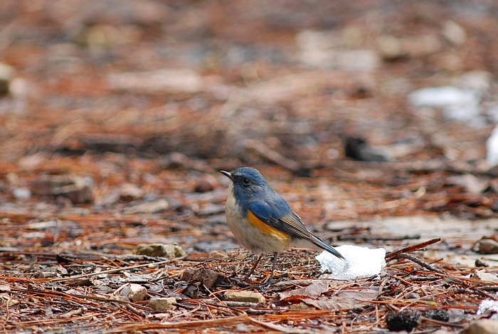初鳥見_f0088971_224679.jpg