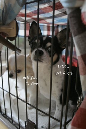 犯人は誰だ_c0201883_1430512.jpg