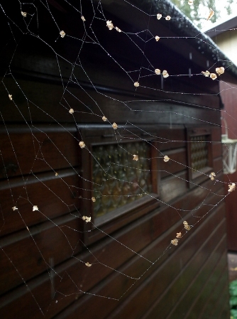 c0204088_994782.jpg