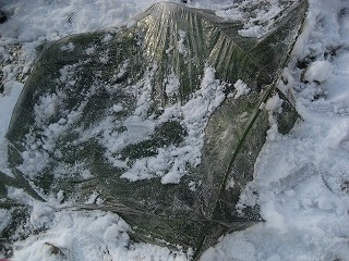 d0074596_192322.jpg