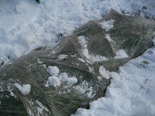 d0074596_1992835.jpg