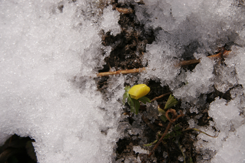 雪と鶏とカルボナーラ_f0106597_23342284.jpg