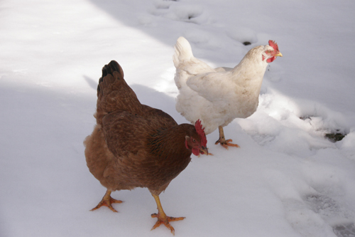 雪と鶏とカルボナーラ_f0106597_2336286.jpg