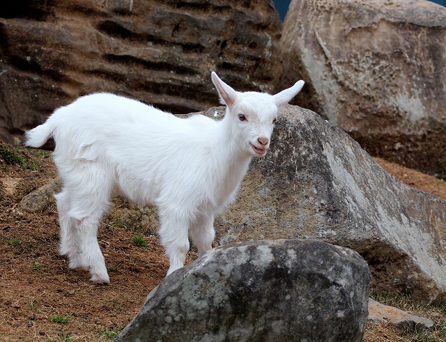 能古の動物達_f0175003_1520741.jpg