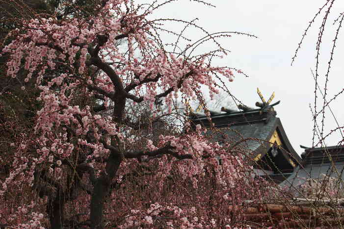 結城神社のしだれ梅　その2_d0154609_10453741.jpg