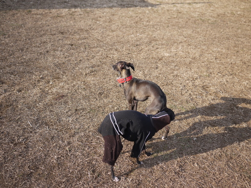 ビビり犬トリッシュin松戸ドッグラン_b0160514_11154886.jpg