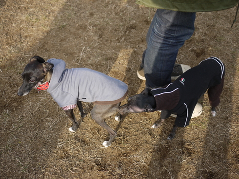 ビビり犬トリッシュin松戸ドッグラン_b0160514_11161123.jpg