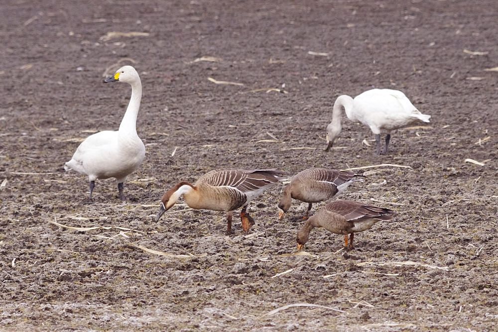 仲良し♪！サカツラガンとマガン_a0031821_2146331.jpg
